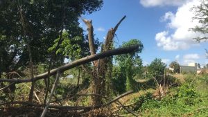 Desaprensivos destruyen zona verde en Sabana Grande de Boyá